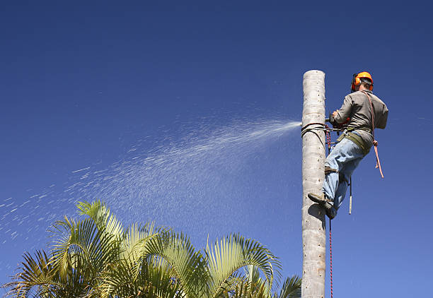 Best Tree and Shrub Care  in Richfield Springs, NY