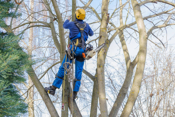 How Our Tree Care Process Works  in  Richfield Springs, NY