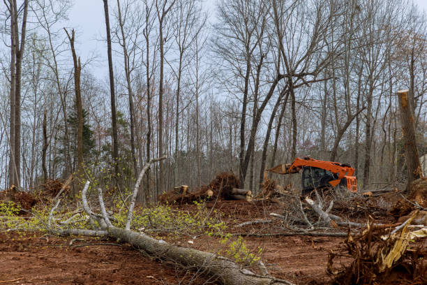 Best Tree Disease Treatment  in Richfield Springs, NY
