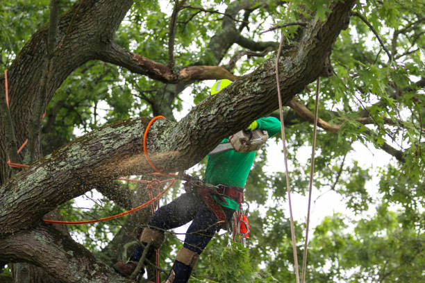  Richfield Springs, NY Tree Care Pros