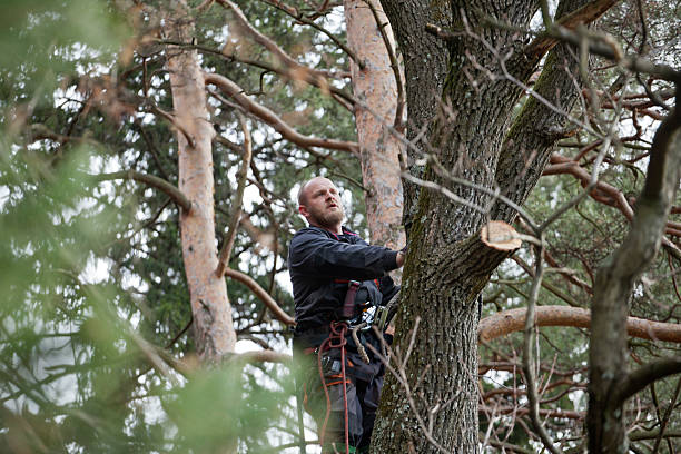 Professional Tree Care in Richfield Springs, NY