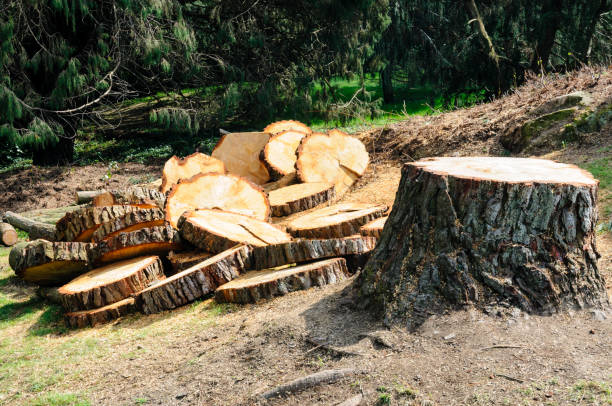 Best Tree Risk Assessment  in Richfield Springs, NY